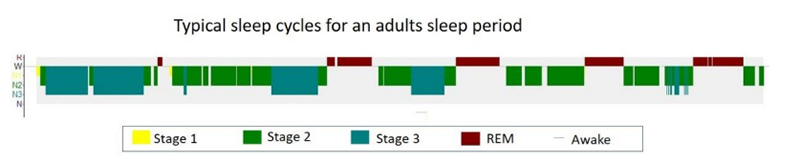 Sleep Cycle Infographic